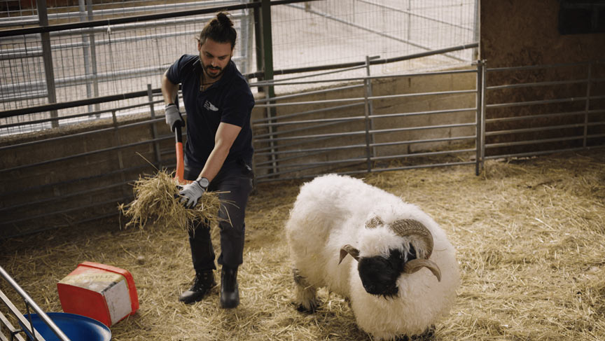 Energy volunteers swap cables for stables